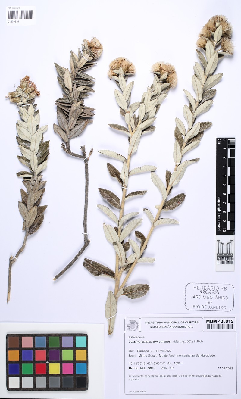Lessingianthus tomentellus photo 4
