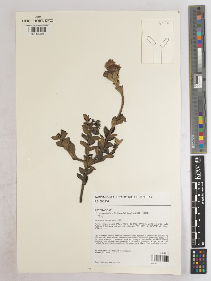 Lessingianthus tomentellus photo 5