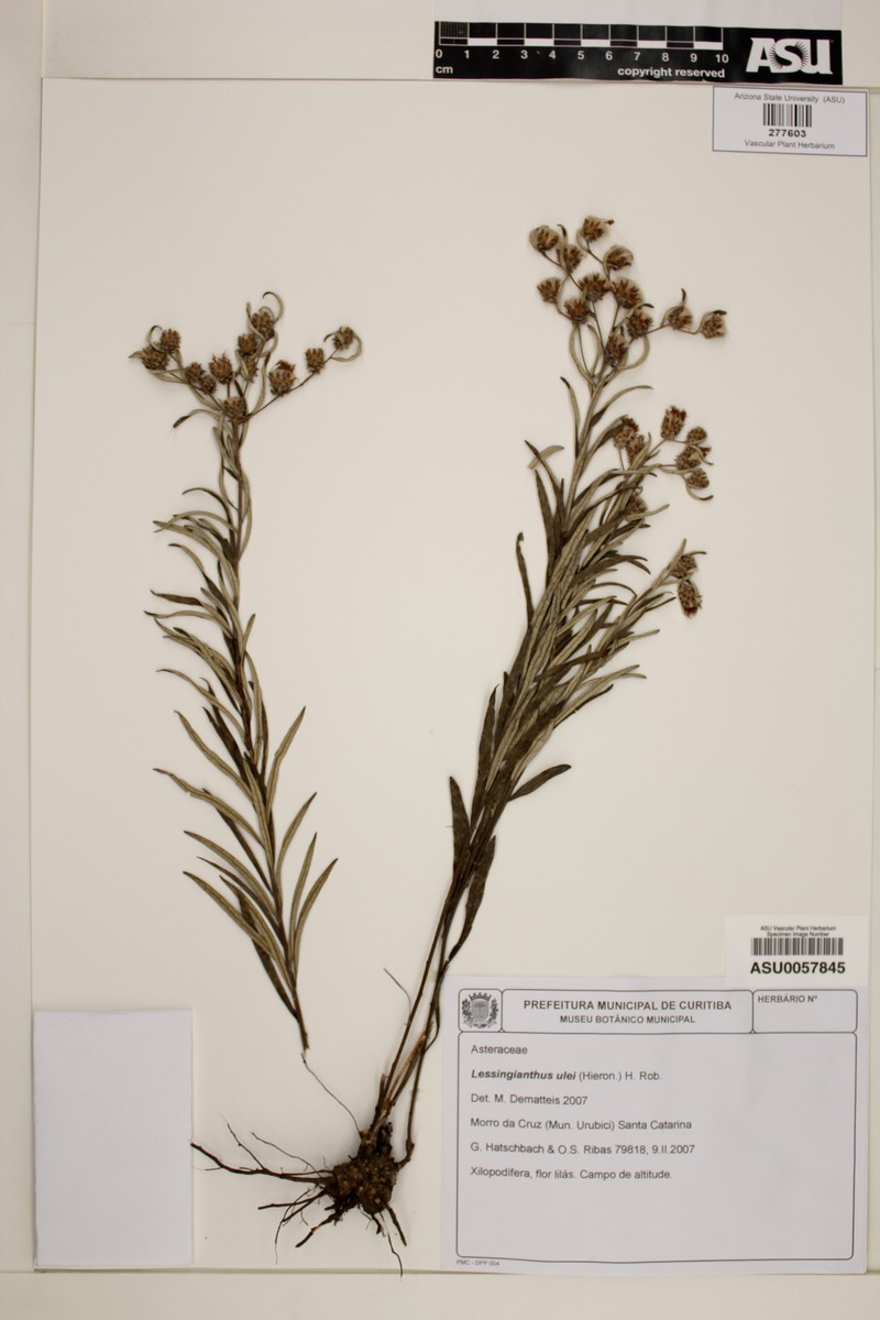 Lessingianthus ulei