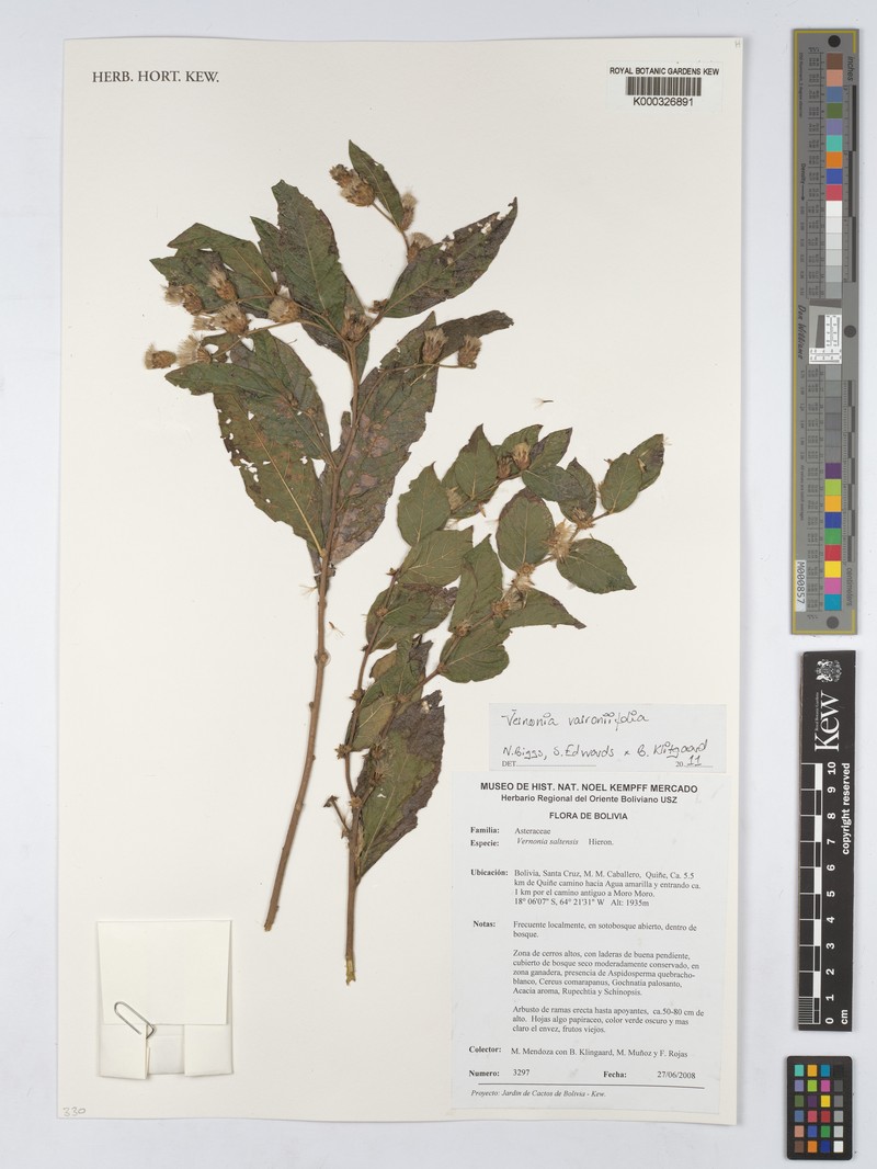 Lessingianthus varroniifolius
