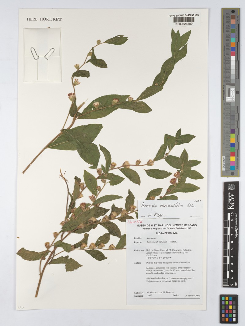 Lessingianthus varroniifolius photo 2