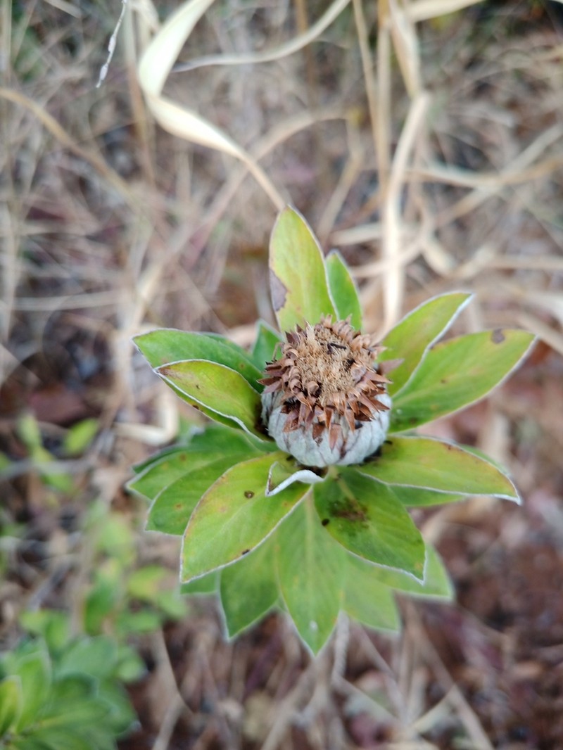Lessingianthus venosissimus