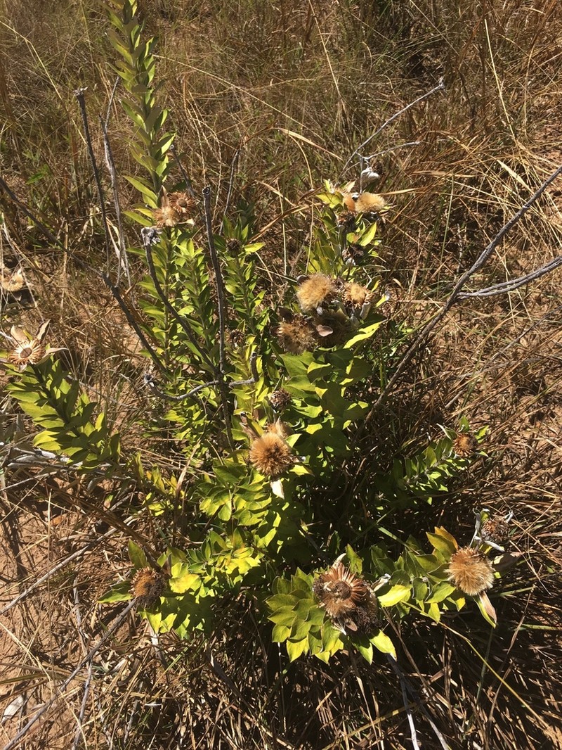 Lessingianthus venosissimus photo 2