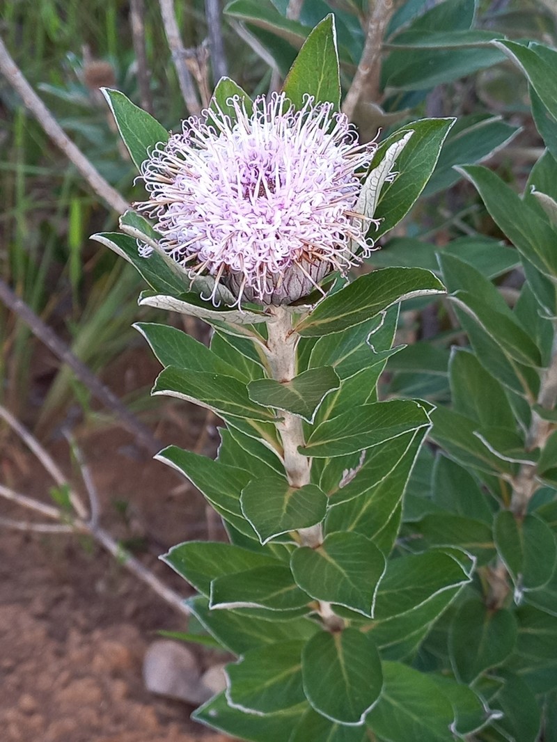 Lessingianthus venosissimus photo 3
