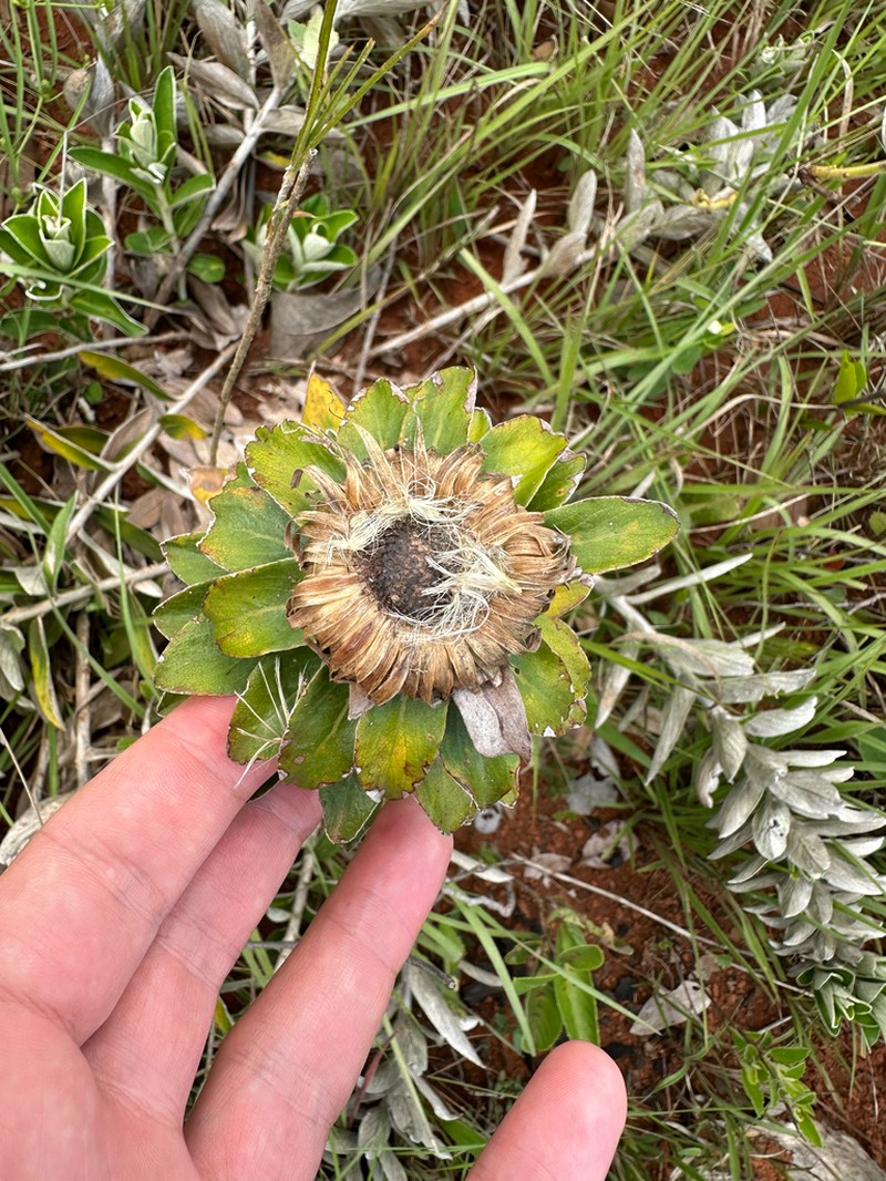 Lessingianthus venosissimus photo 5