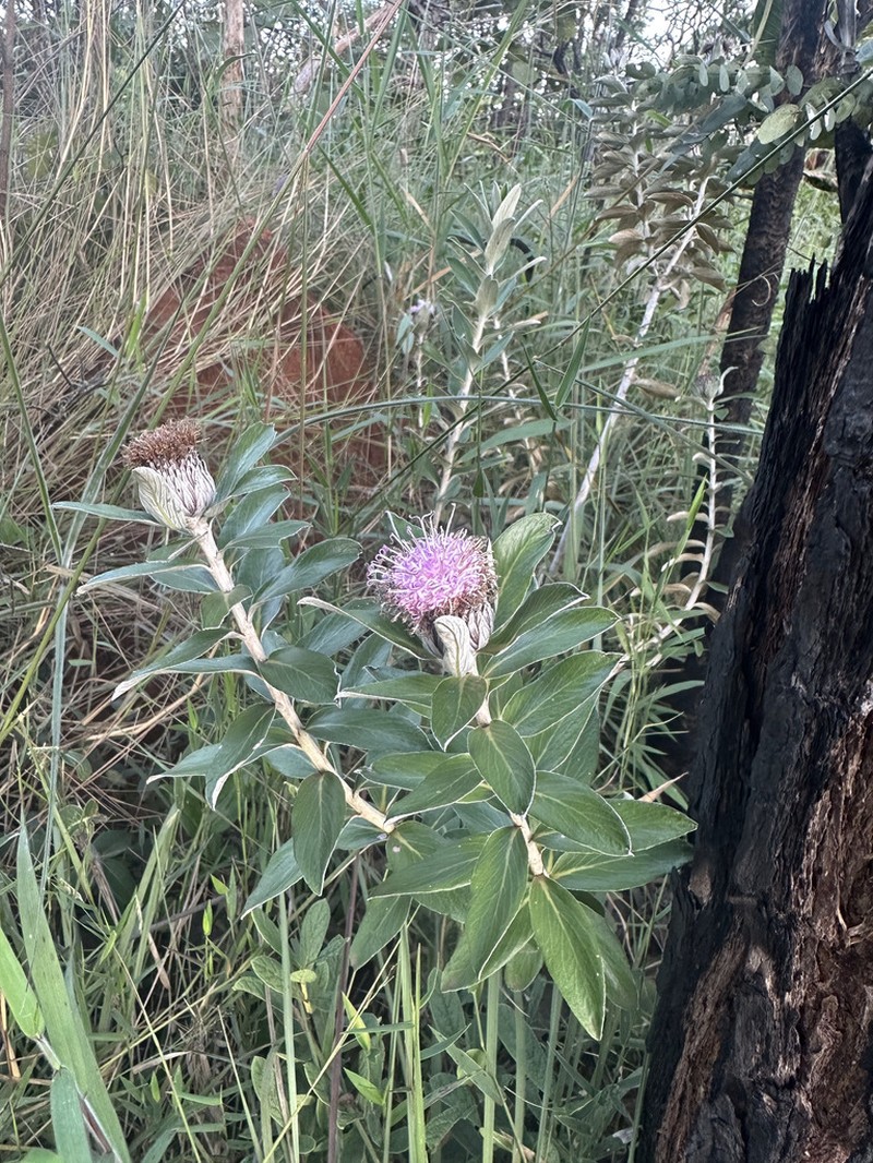 Lessingianthus venosissimus photo 6