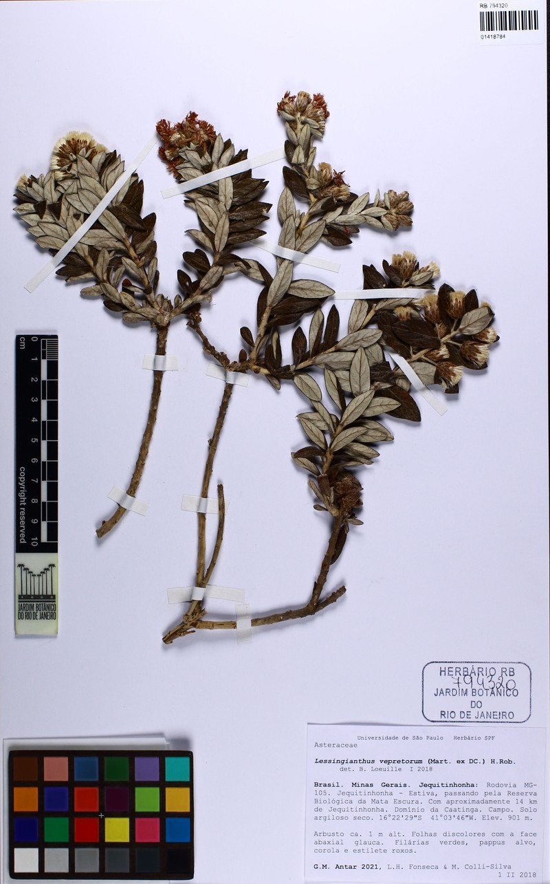 Lessingianthus vepretorum