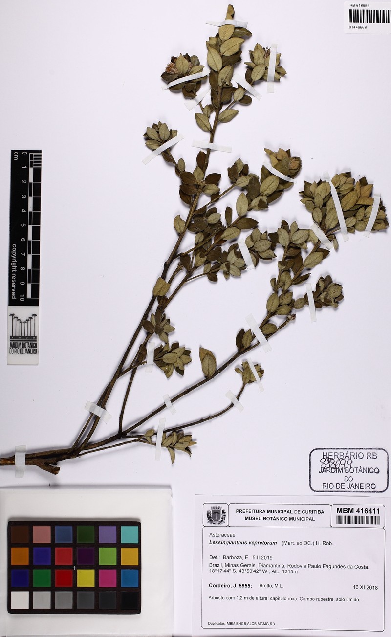 Lessingianthus vepretorum photo 2