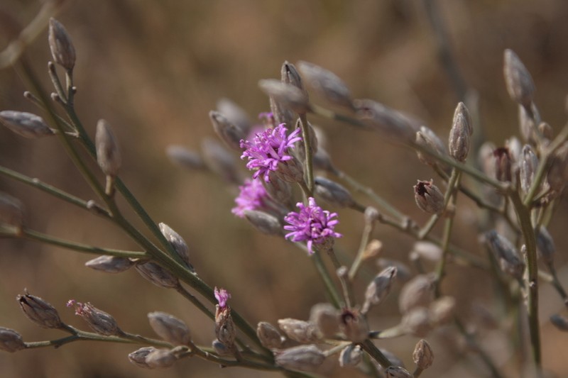 Lessingianthus virgulatus
