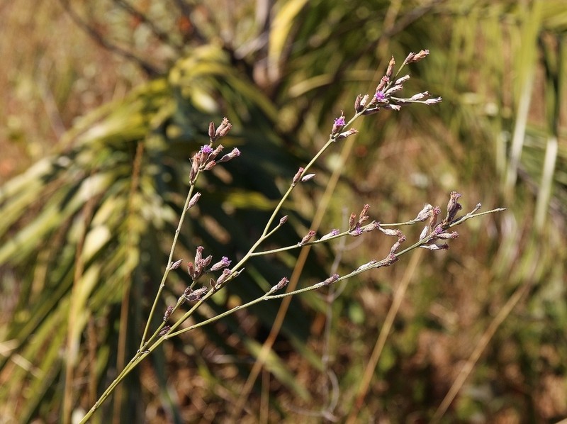Lessingianthus virgulatus photo 2