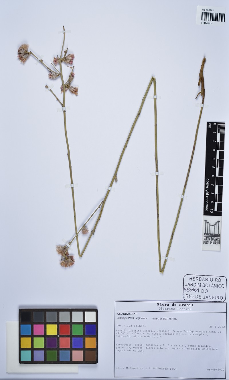 Lessingianthus virgulatus photo 3