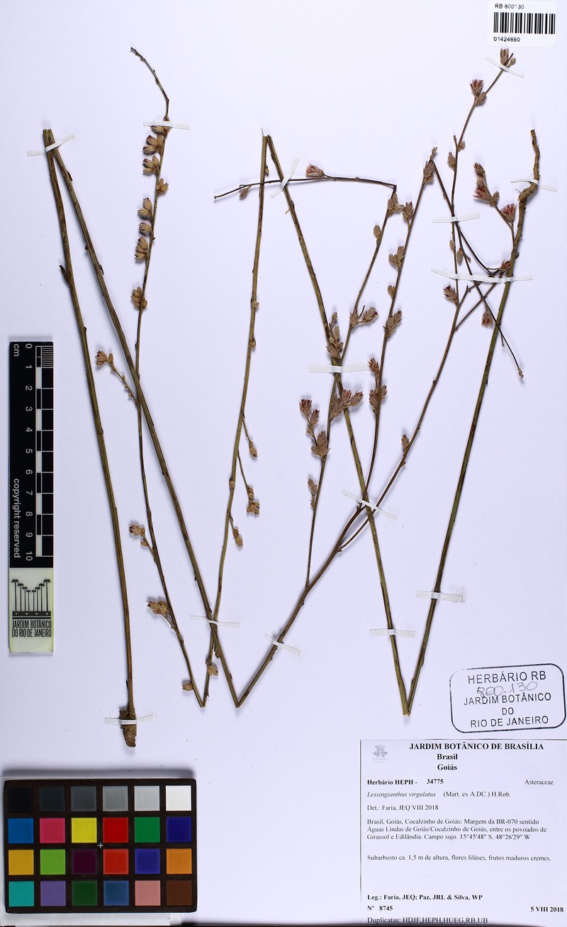 Lessingianthus virgulatus photo 4