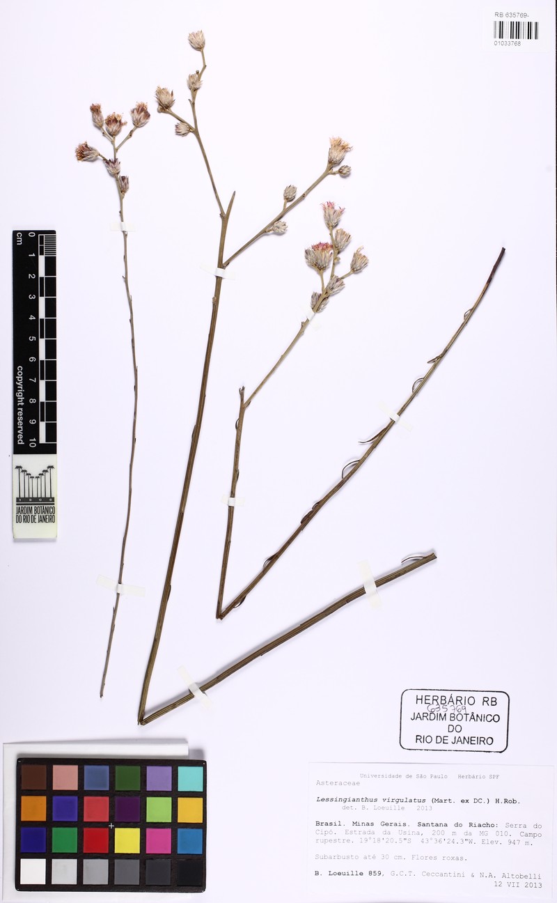 Lessingianthus virgulatus photo 5