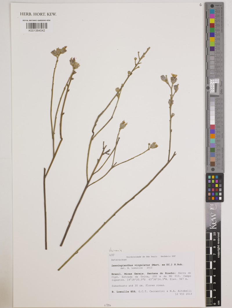 Lessingianthus virgulatus photo 6