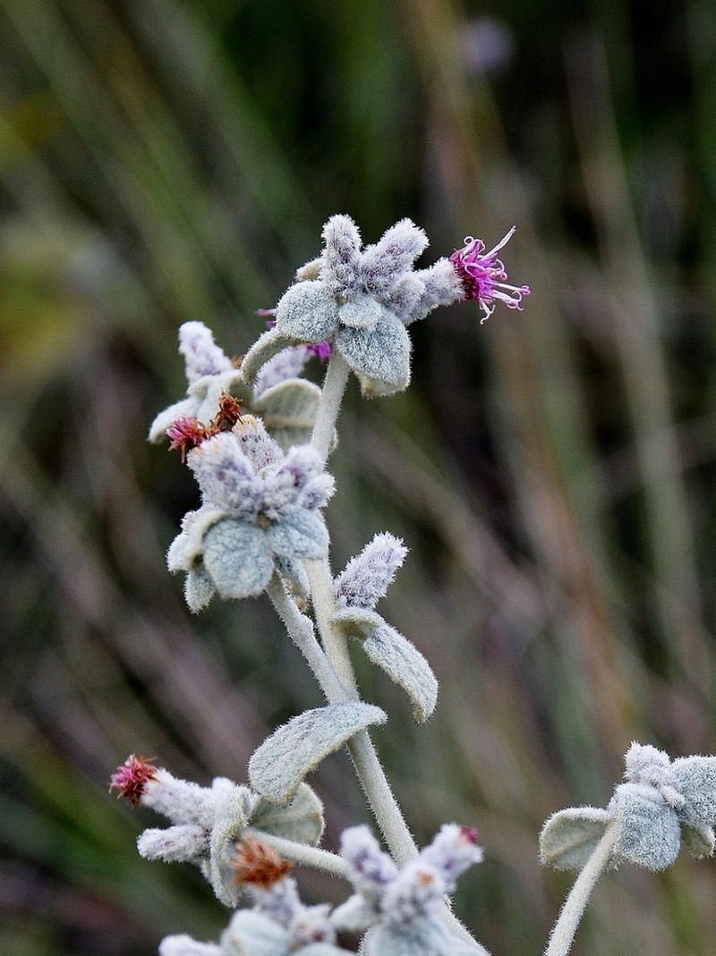 Lessingianthus warmingianus