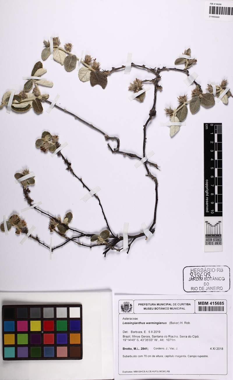 Lessingianthus warmingianus photo 2