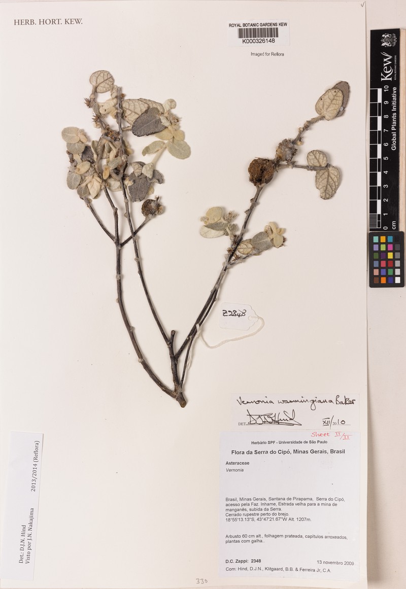 Lessingianthus warmingianus photo 3