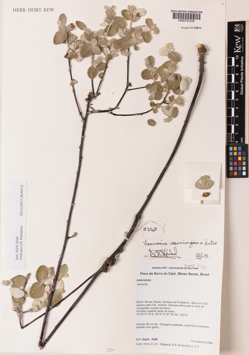 Lessingianthus warmingianus photo 4
