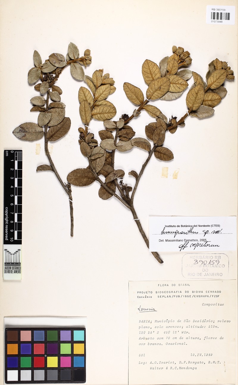 Lessingianthus xanthophyllus