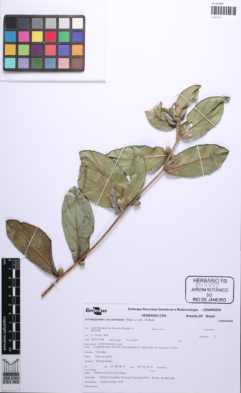 Lessingianthus zuccarinianus