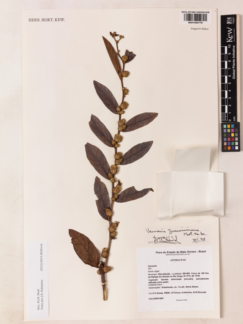 Lessingianthus zuccarinianus photo 2