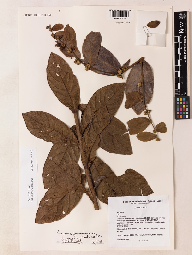 Lessingianthus zuccarinianus photo 3