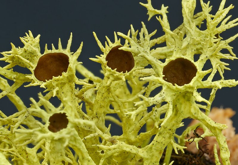 Wolf Lichen