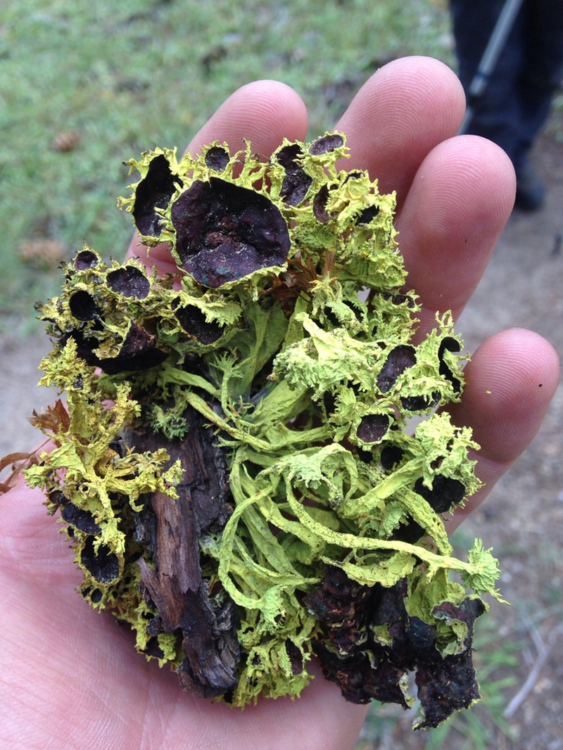 Wolf Lichen