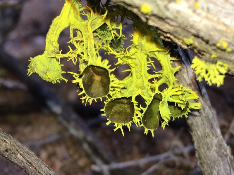 Wolf Lichen photo 2