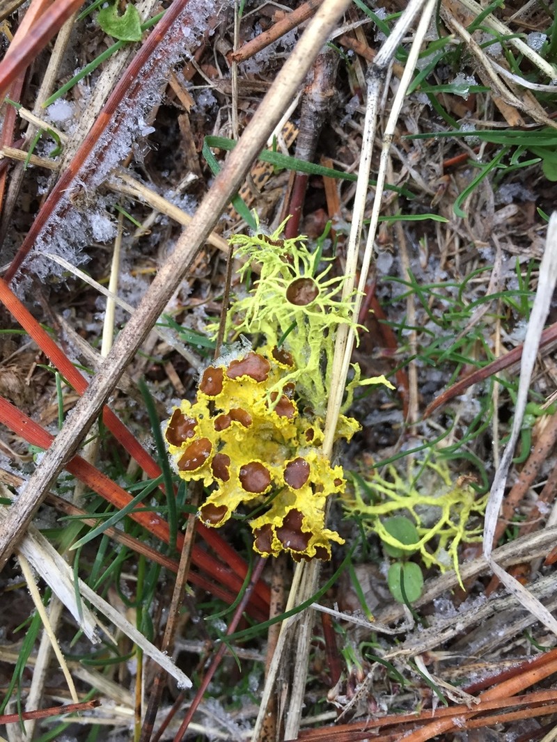 Wolf Lichen photo 3