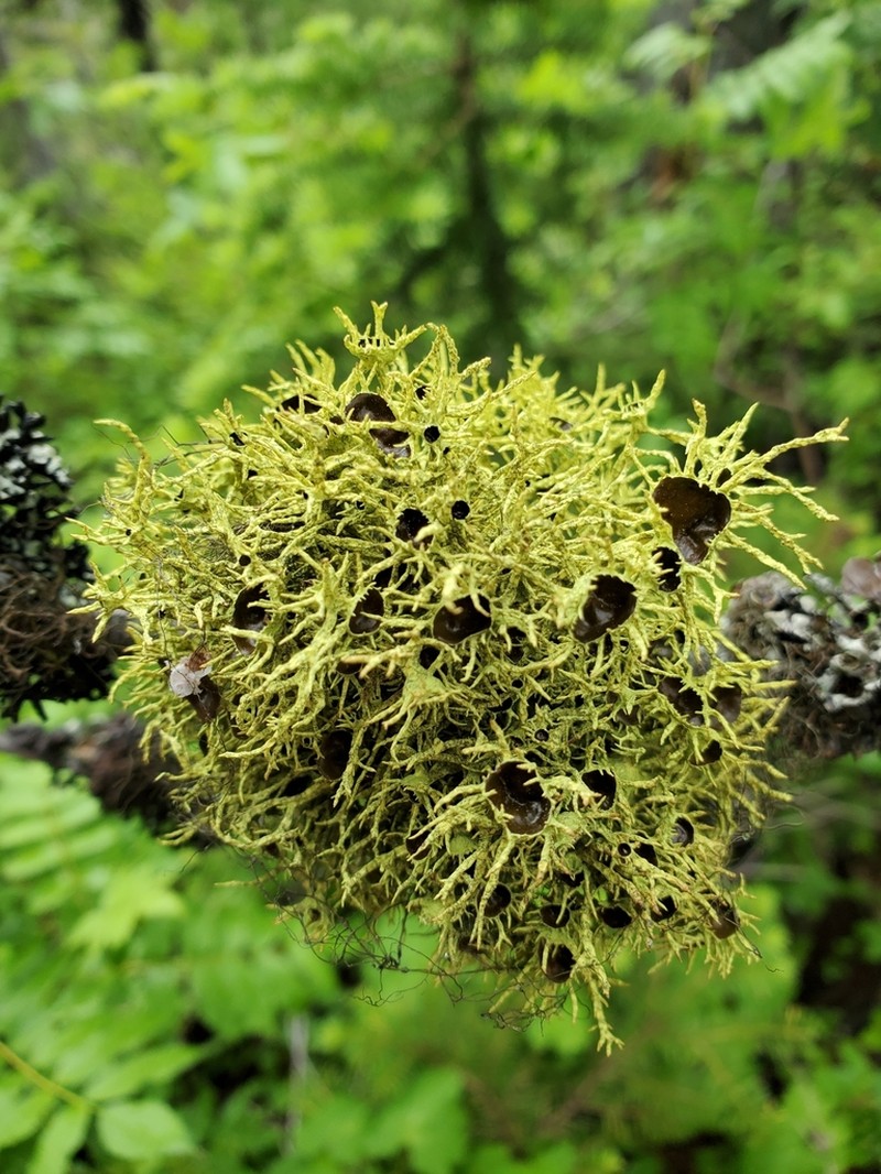 Wolf Lichen photo 4