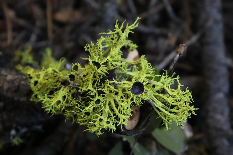 Wolf Lichen photo 5