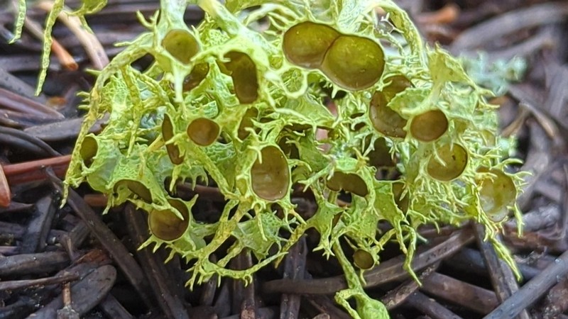 Wolf Lichen photo 6