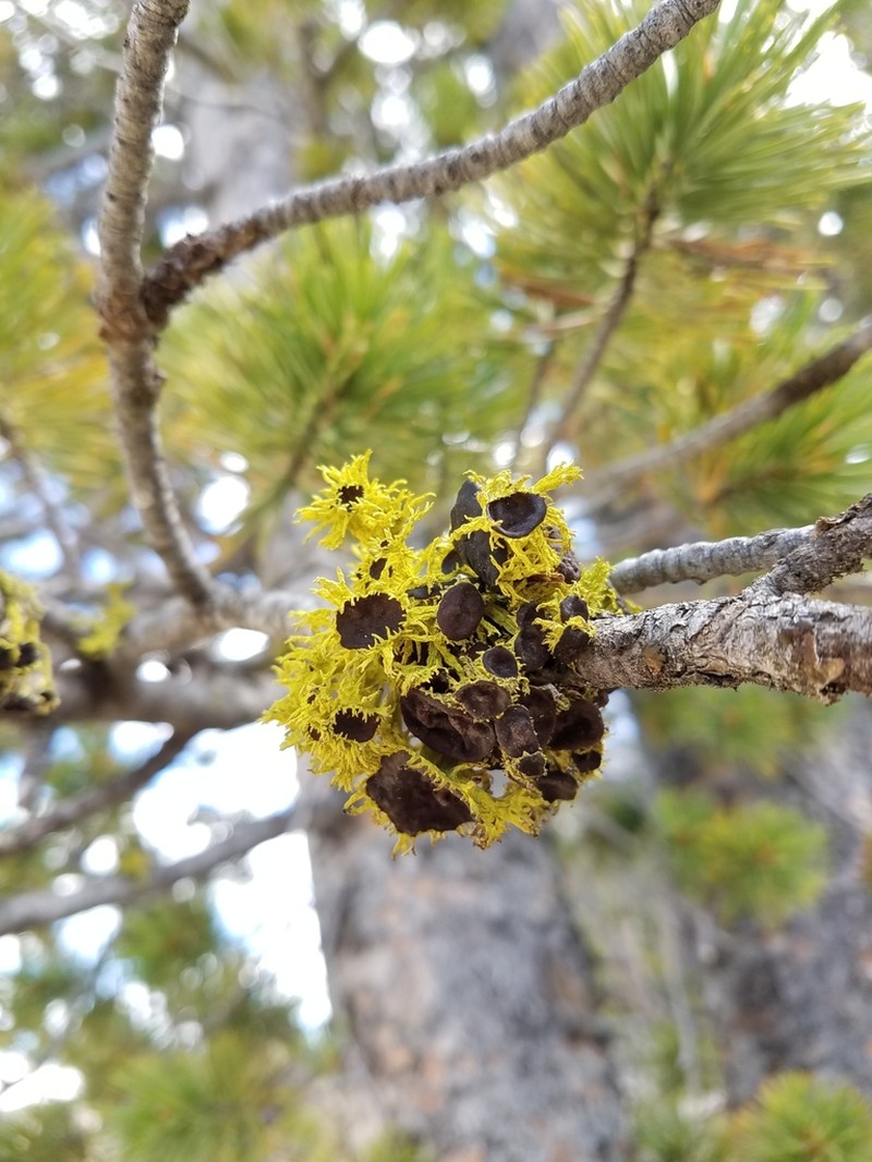 Wolf Lichen photo 7