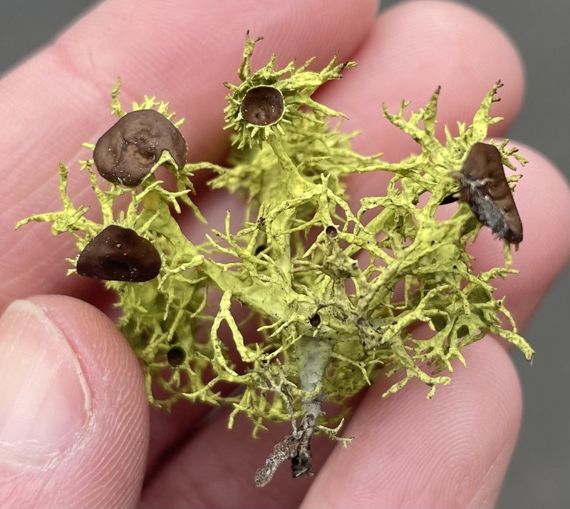 Wolf Lichen photo 8