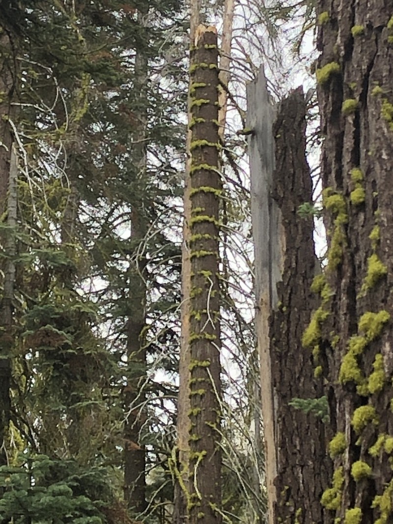 Wolf Lichen photo 2