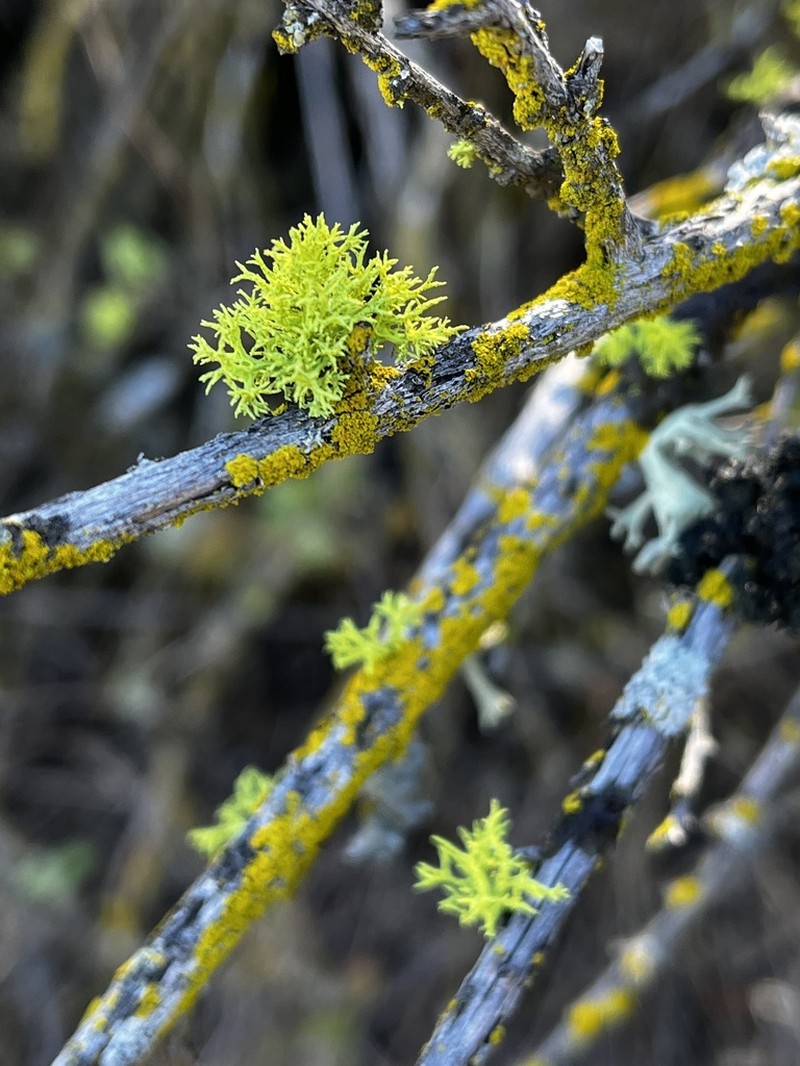 Wolf Lichen photo 3