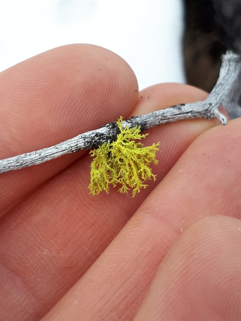 Wolf Lichen photo 4