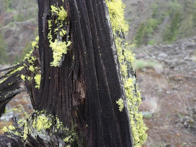 Wolf Lichen photo 5