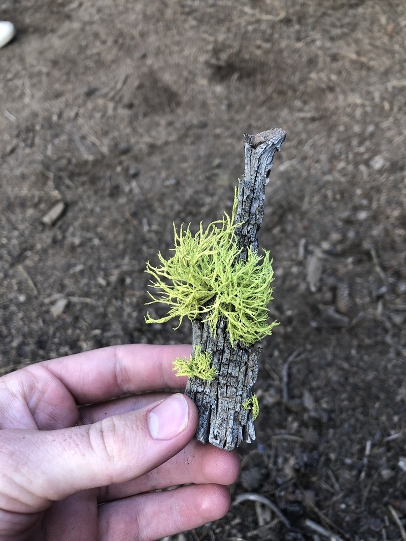 Wolf Lichen photo 6