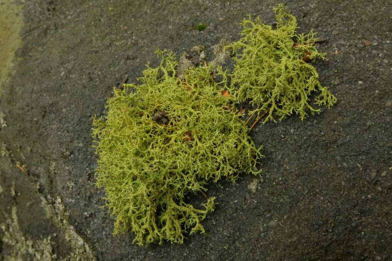 Wolf Lichen photo 7