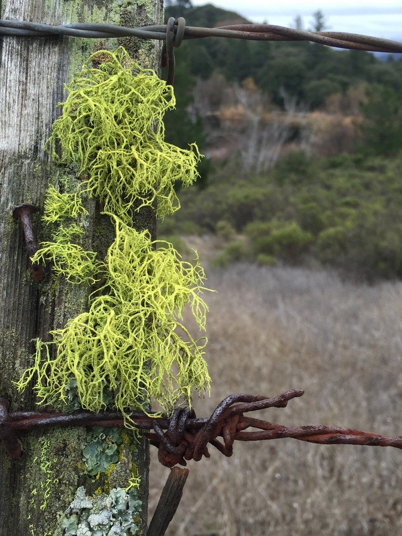 Wolf Lichen photo 8
