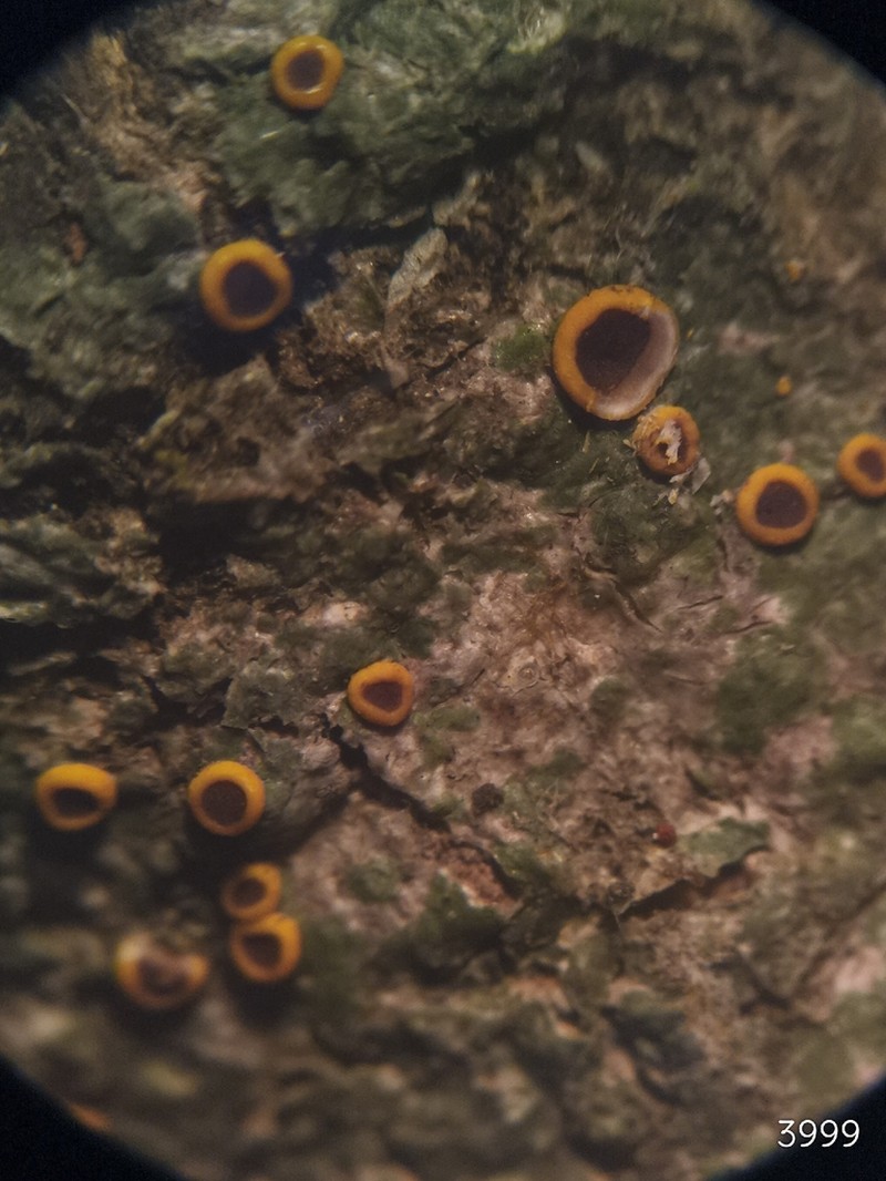 Domingan Letrouitia Lichen