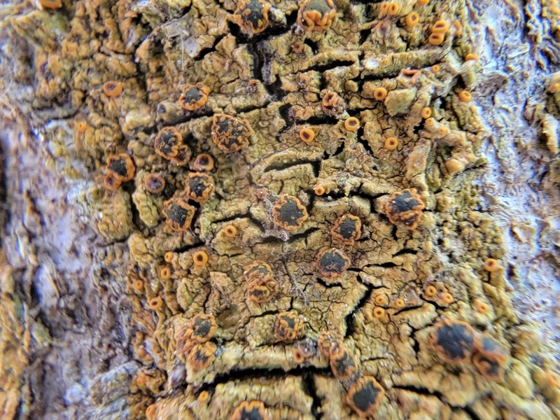 Domingan Letrouitia Lichen photo 2