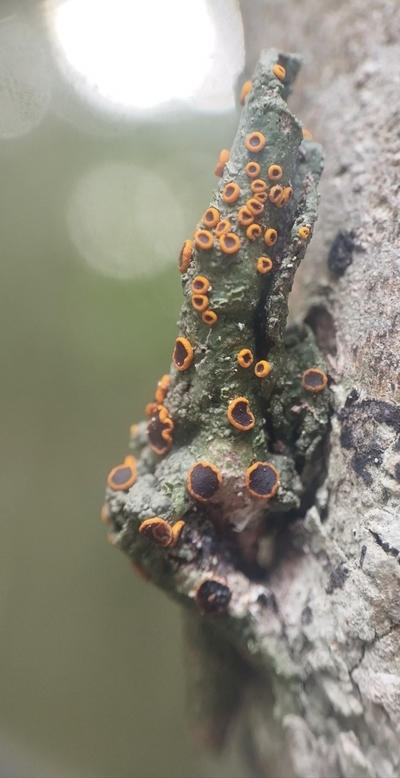 Domingan Letrouitia Lichen photo 3