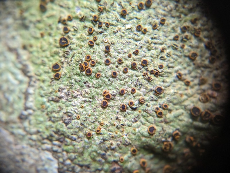 Domingan Letrouitia Lichen photo 4