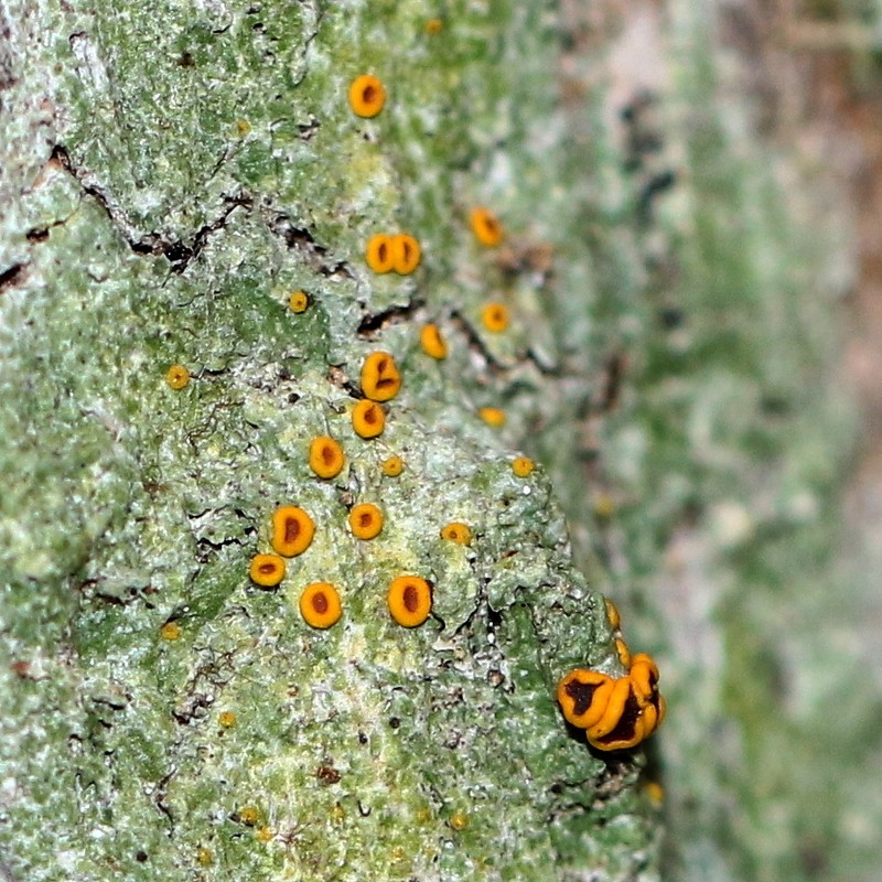 Domingan Letrouitia Lichen photo 5