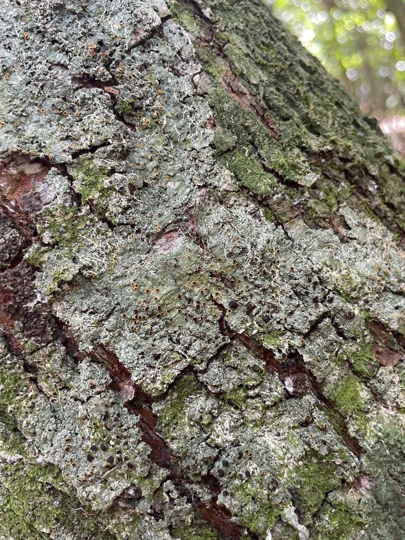 Domingan Letrouitia Lichen photo 6