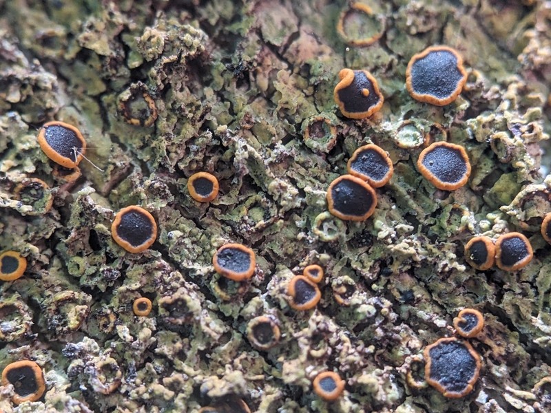 Domingan Letrouitia Lichen photo 7