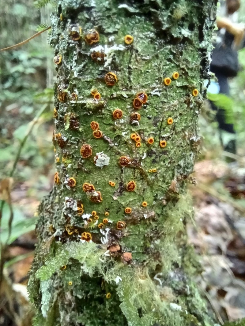 Domingan Letrouitia Lichen photo 8
